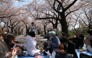 新人研修最後の日はみんなでお花見！